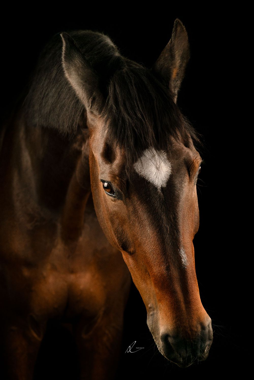 Dark brown horse with white marking on forehead photographed against black background in dramatic lighting.