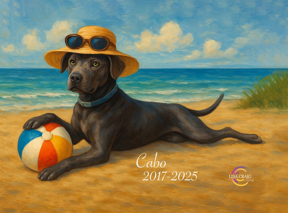 Cabo, part Pit Bull, part Angel.  He loved to sun himself and was a cherished part of his family.  This pet portrait honors his memory.