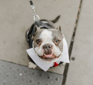 Smiling French Bulldog wearing white bow tie collar for wedding celebration.
