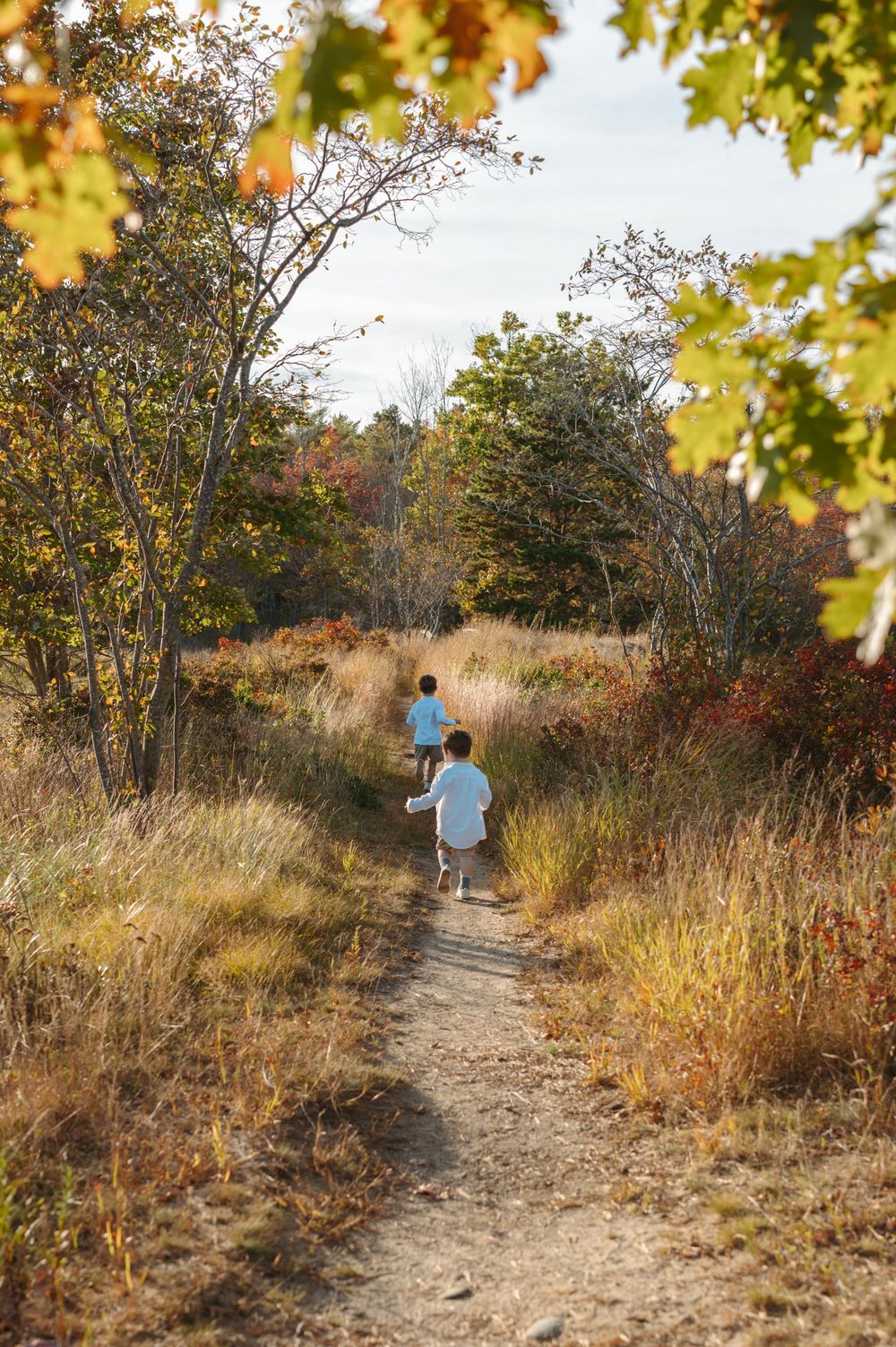 A dirt hiking trail winds through autumn foliage and tall grass in a natural setting.