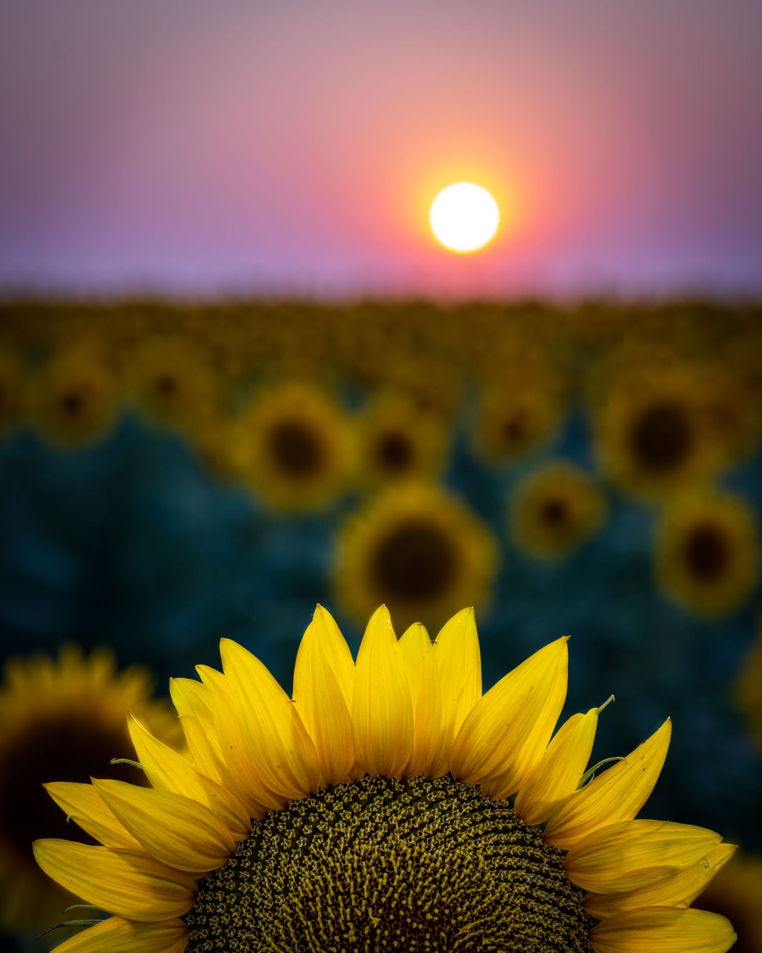 Sunflower field at sunset photo by Denver Drone, Hospitality, Travel & Tourism photographer Captain Colorado Photography.