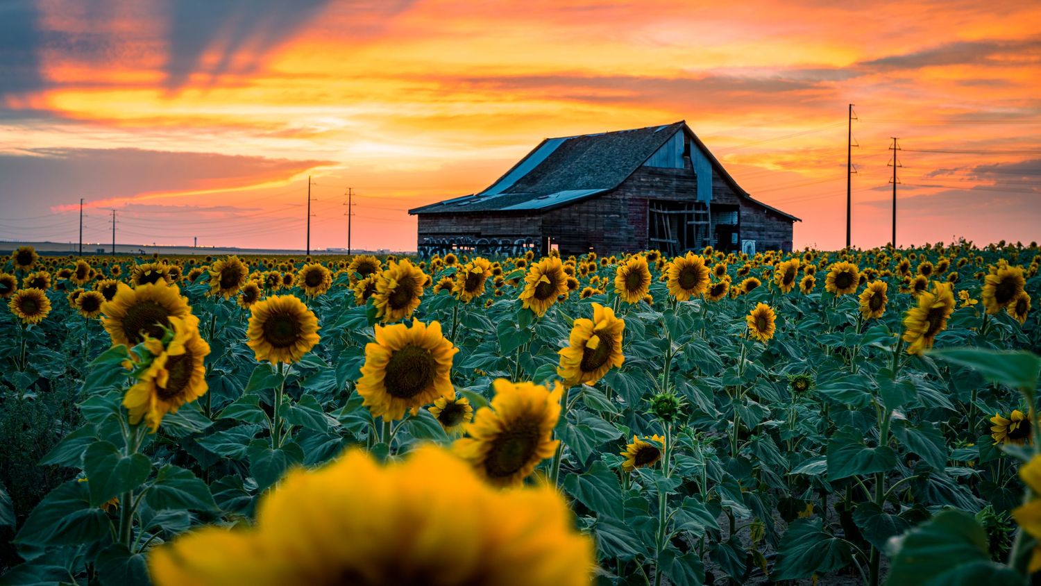 Sunflower field sunset photo by by Denver Drone, Hospitality, Travel & Tourism photographer Captain Colorado Photography.