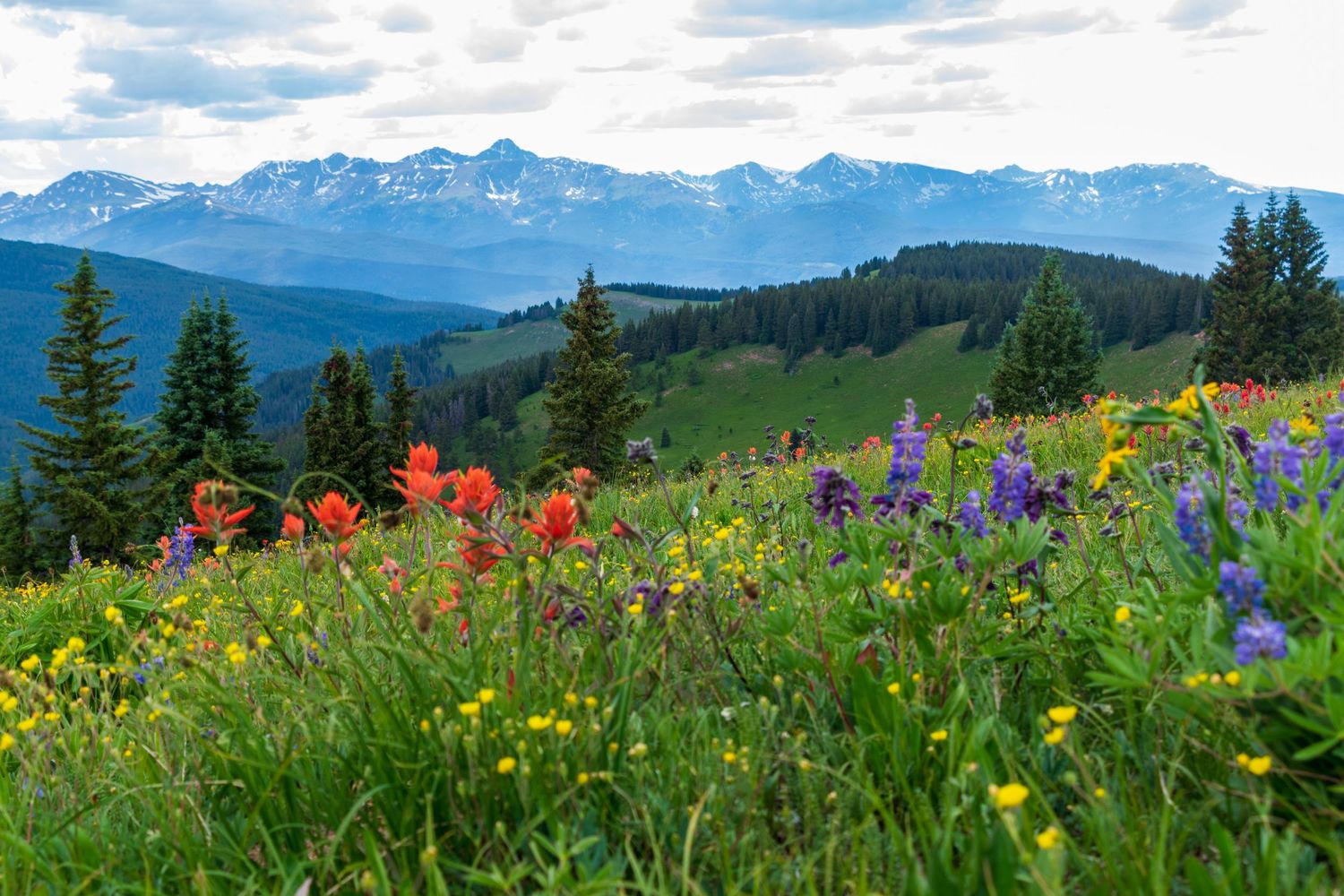 Summer photo of Shrine pass wildflowers by Denver Drone, Hospitality, Travel & Tourism photographer Captain Colorado Photography.