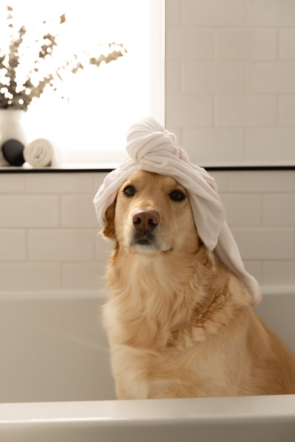 A golden retriever dog wearing a white towel on its head poses in multiple playful expressions in a photo series.
