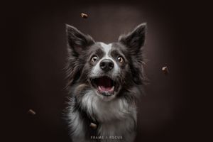 Border collie treatcatch foto