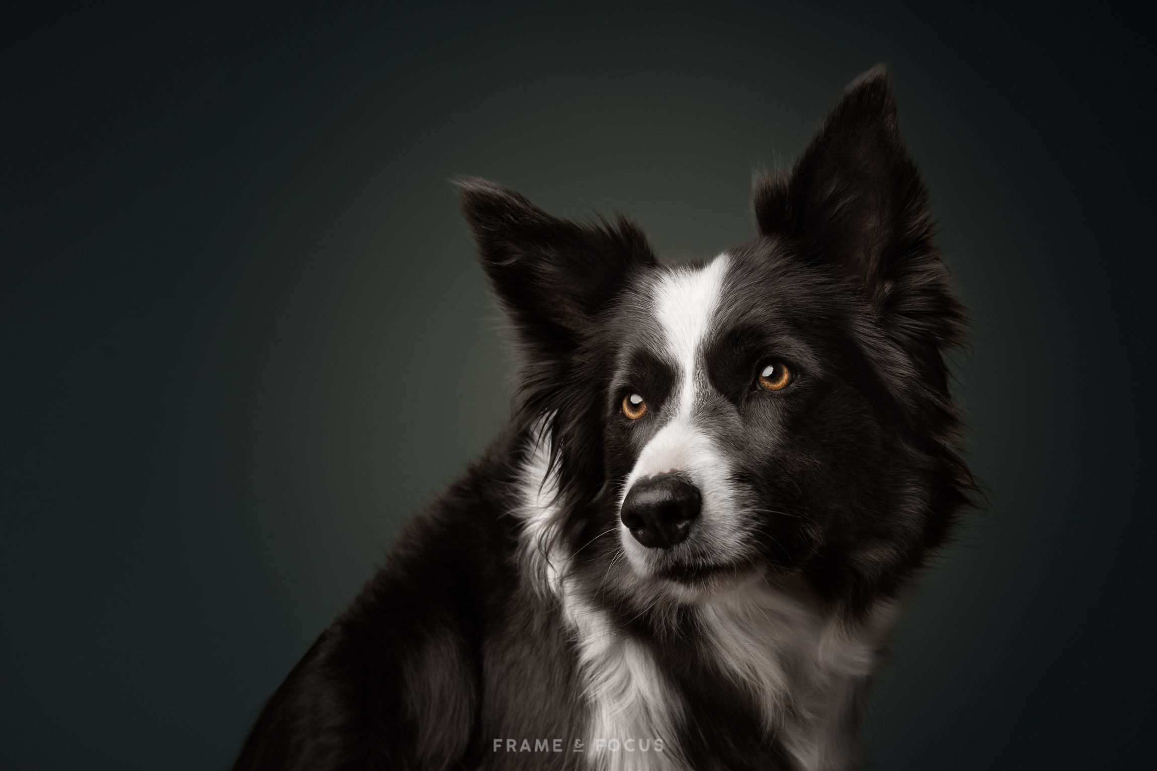 Border collie hondenfotografie portret in studio