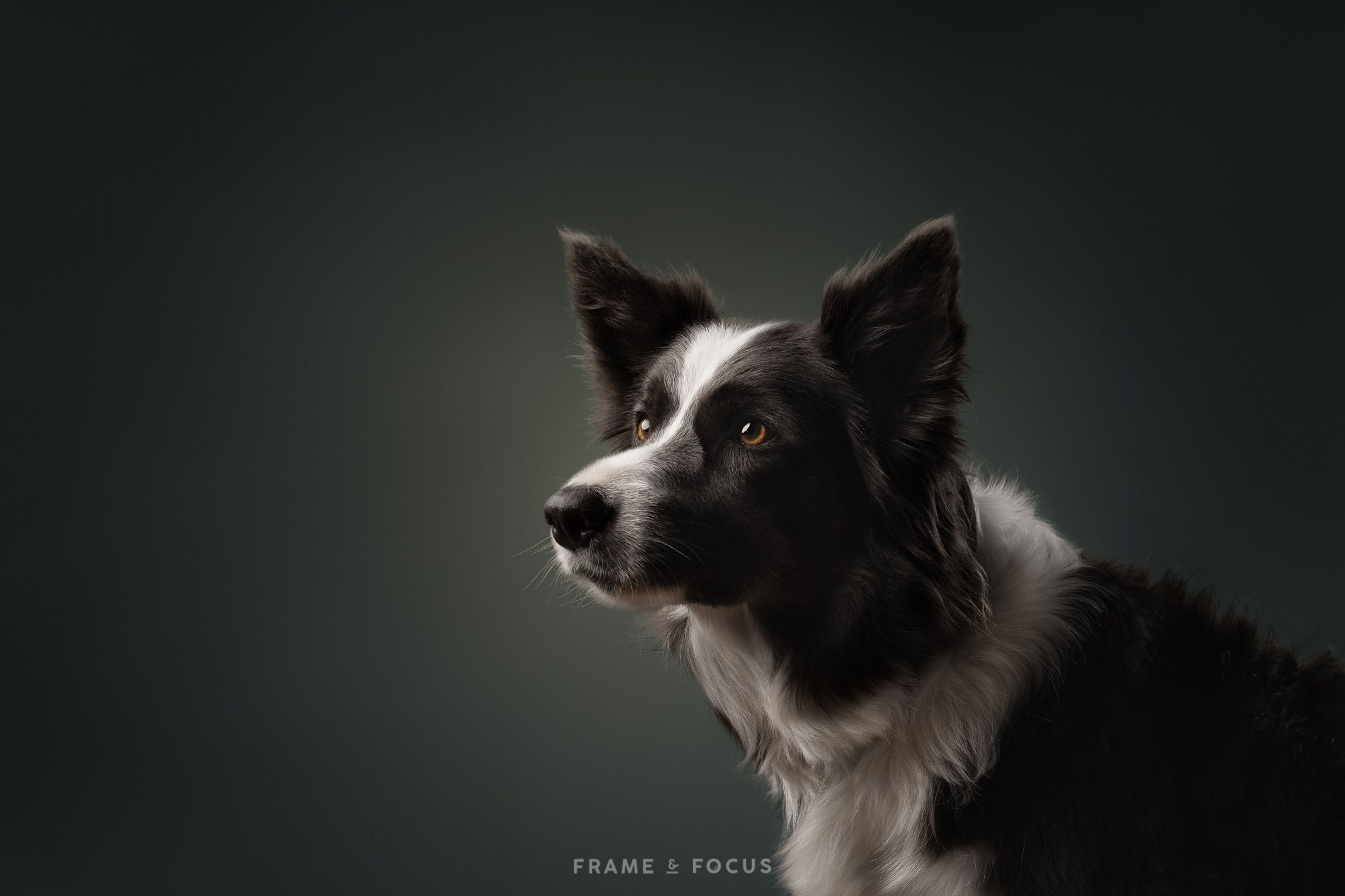 Border collie hond studio portret