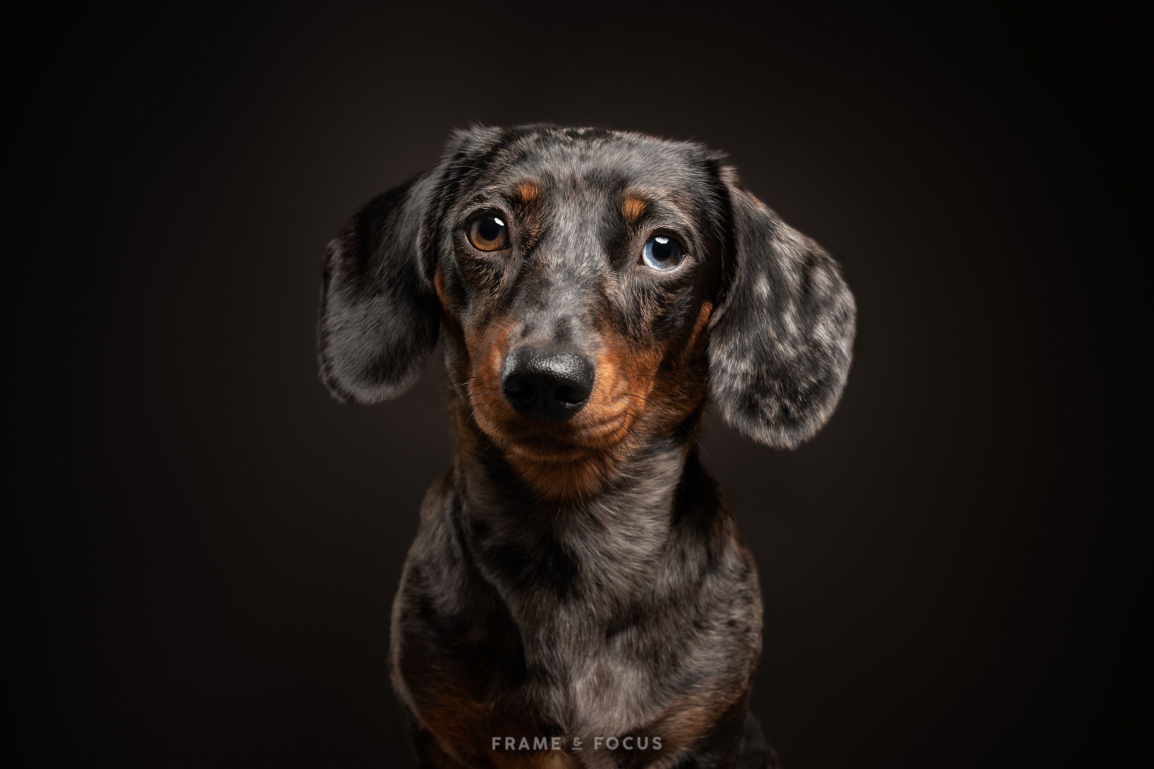 Studio portret van een dwergteckel met 1 blauw oog voor een zwarte achtergrond.