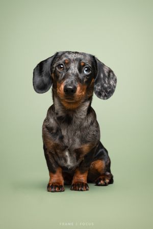 Studio portret van een dwergteckel met blue merle vacht en 1 blauw oog voor een groene achtergrond.