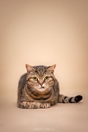 Studiofotografie poes Britse korthaar