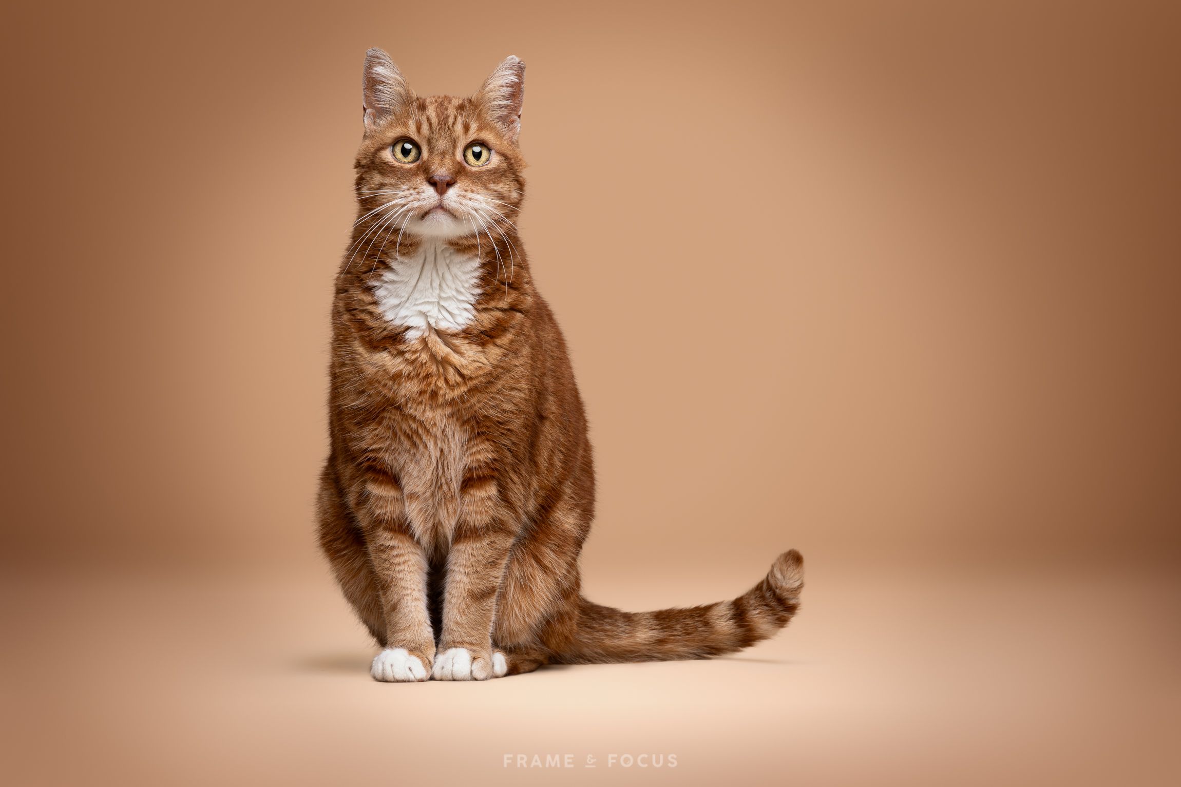 Rode Poes studio portret