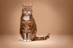 Rode Poes studio portret
