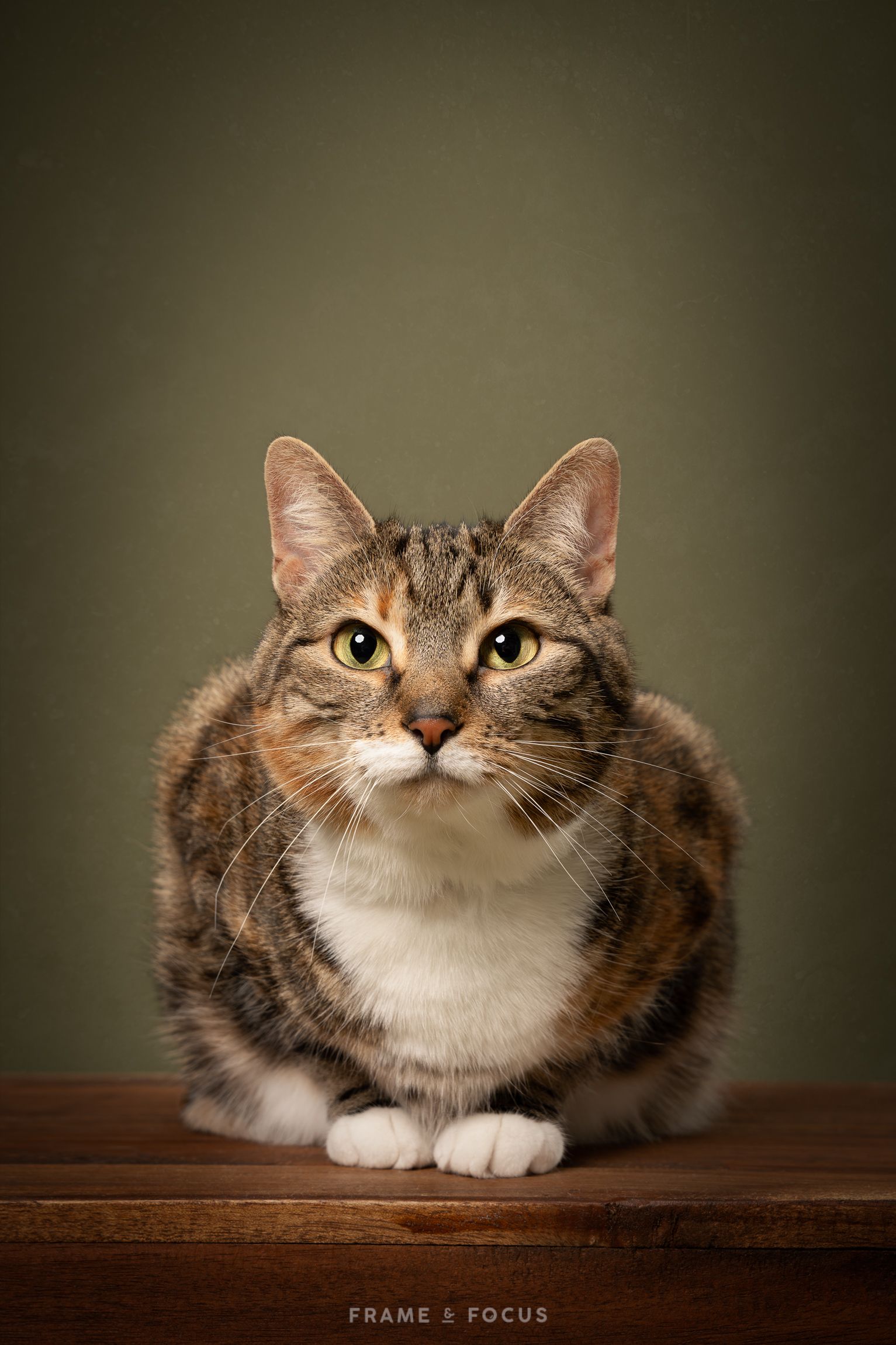 Poes op krat studio portret