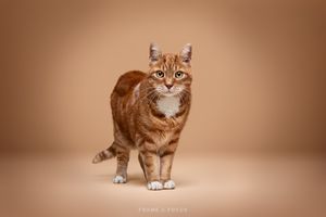 Rode Kater fotostudio portret