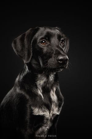 Labrador Friese stabij mix puppy studio portret