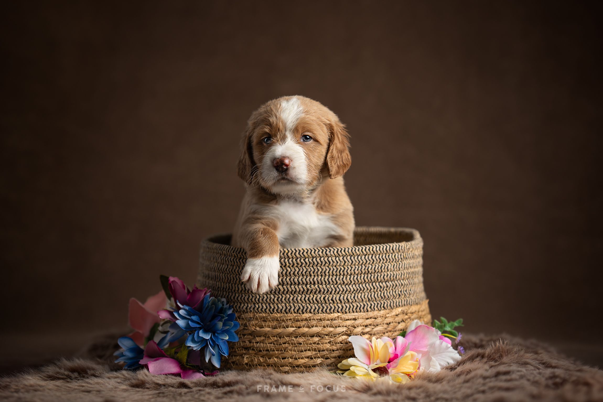 Newborn puppy fotosessie australian bernedoodle