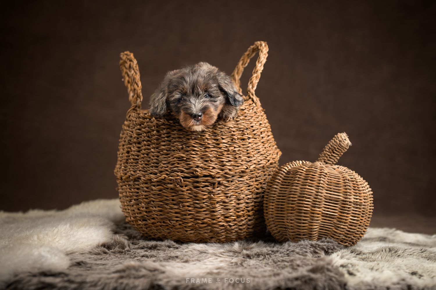 Australian Bernedoodle Puppy newborn nestfoto fokker.