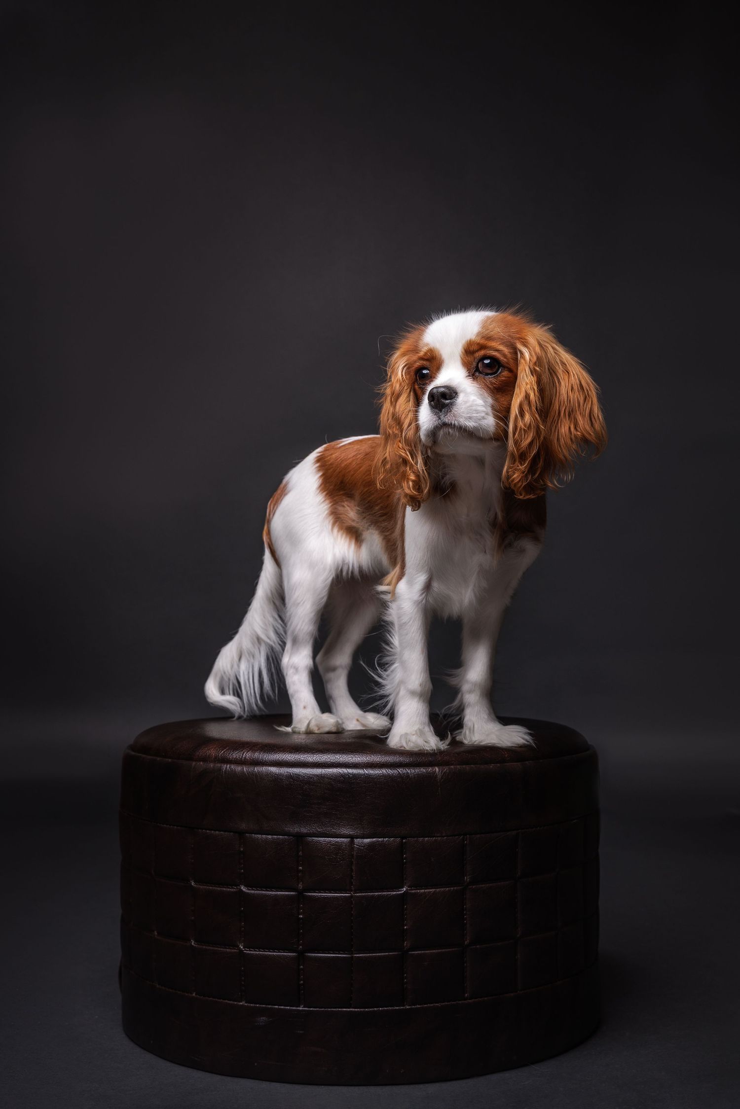 edited image includes a background expansion and fixes to the wrinkles in the backdrop