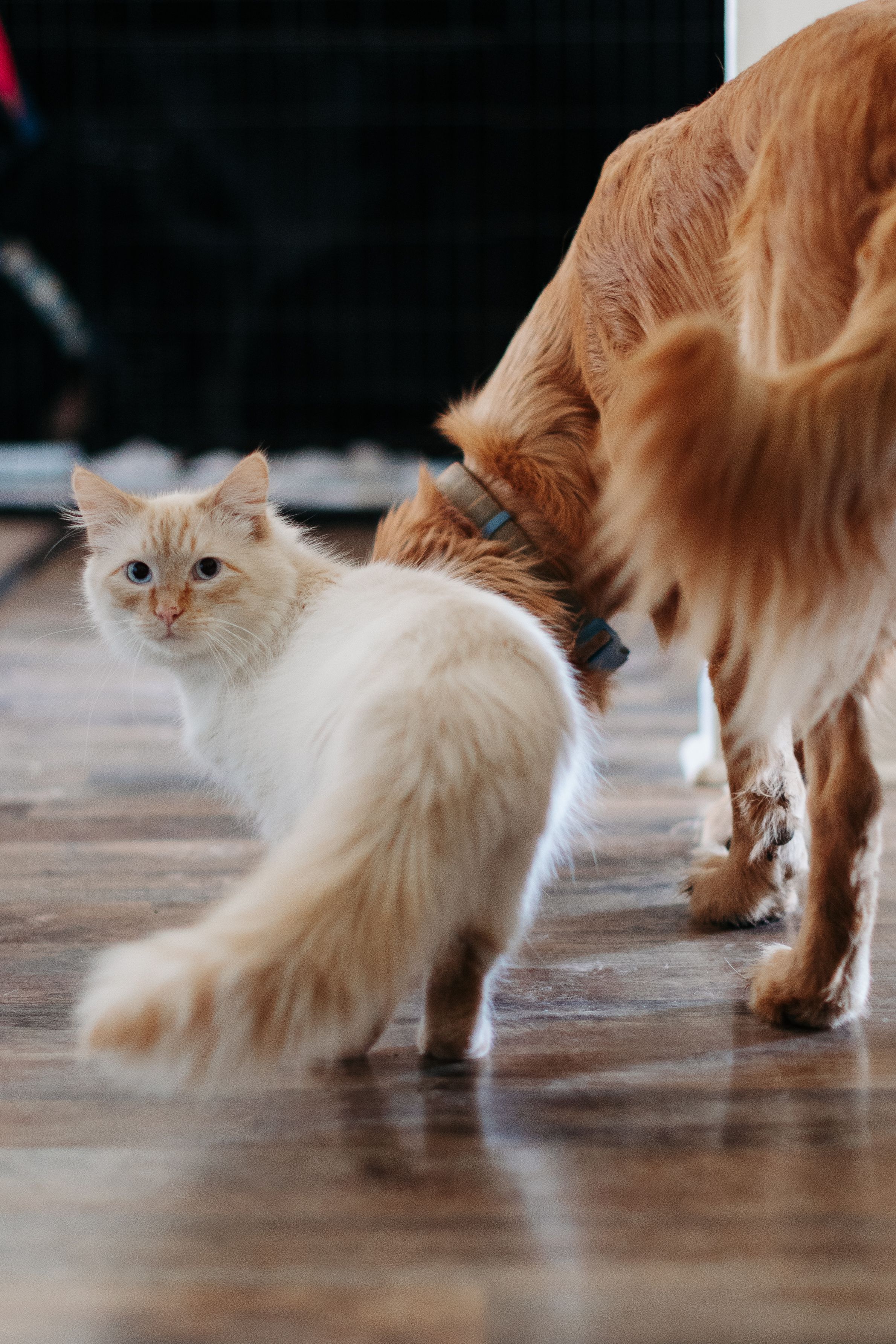 A fluffy white cat and golden retriever interact on a hardwood floor.