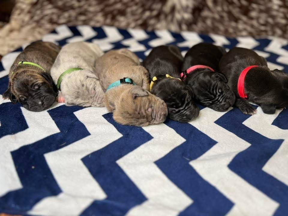 Row of sleeping Great Dane puppies on blue and white chevron blanket.