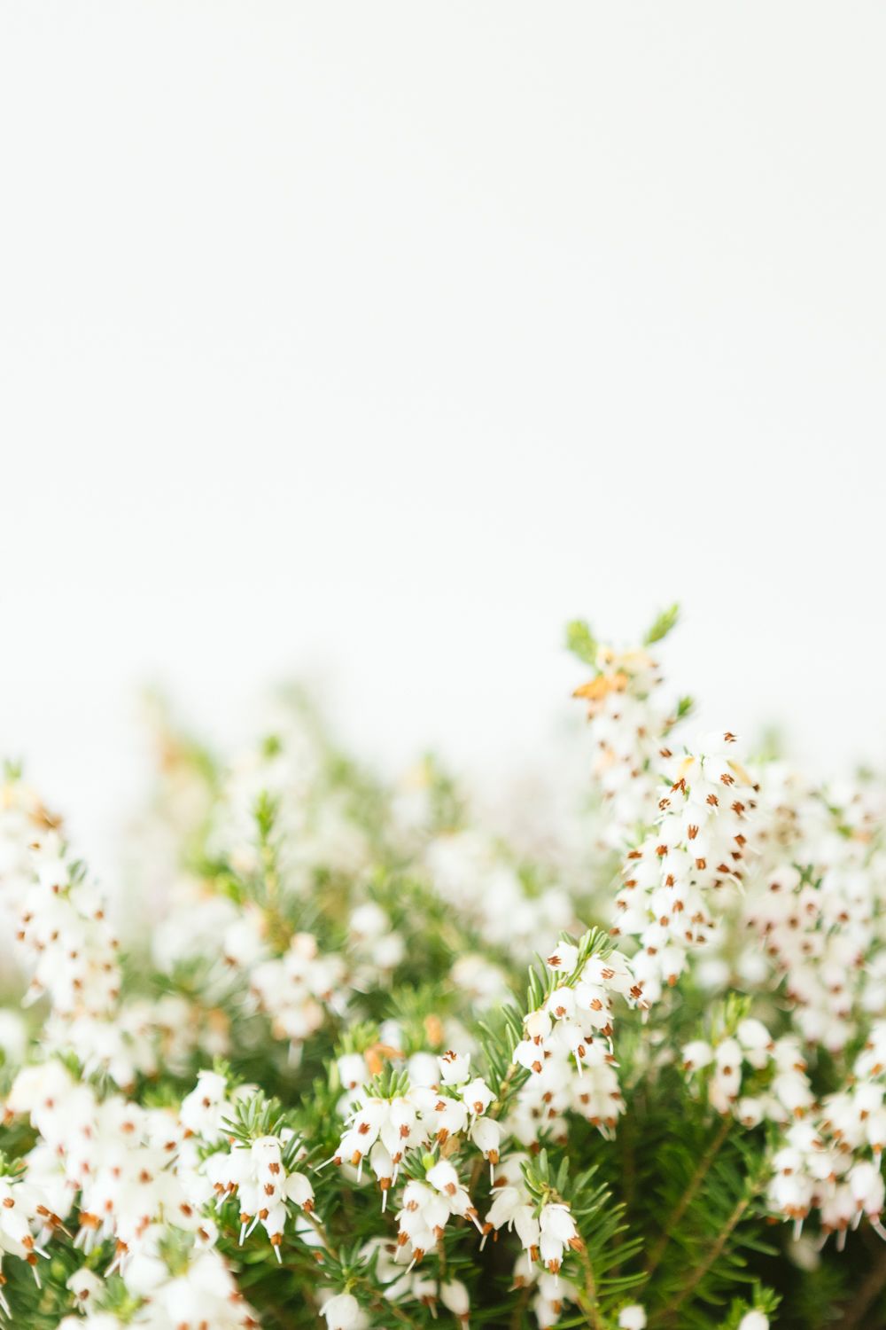 White flowers detail, by NYC family photographer Paula Ortiz
