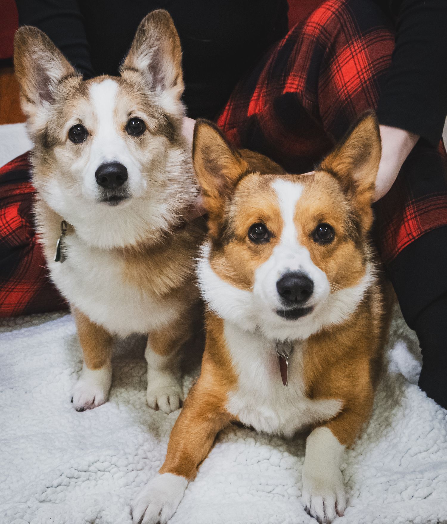 Two adorable Pembroke Welsh Corgis sitting together on a white blanket with a red plaid pattern in the background.