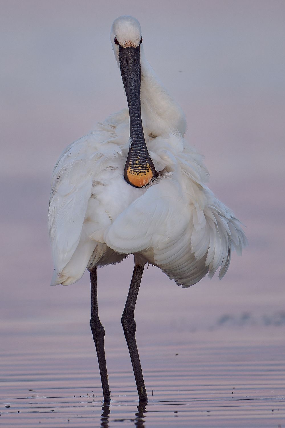 Majestic white spoonbill standing in shallow water at dusk.