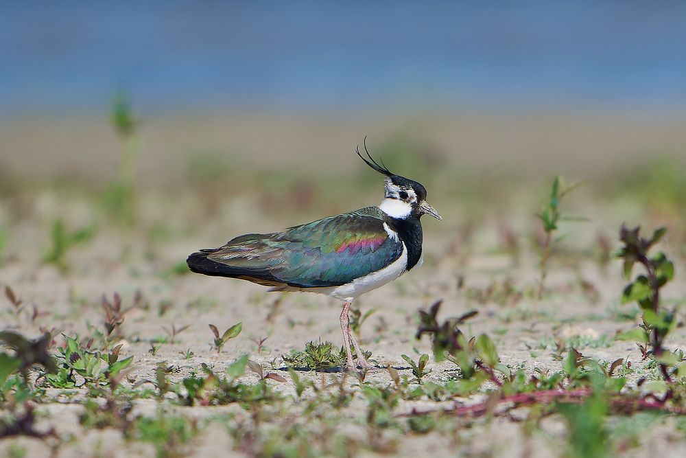 A Northern Lapwing bird with iridescent plumage stands in sandy terrain among small plants.