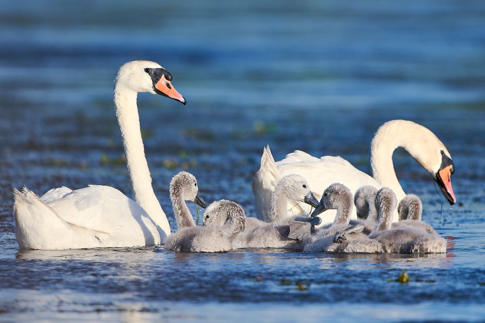A family of white swans with cygnets swimming together in blue water.
