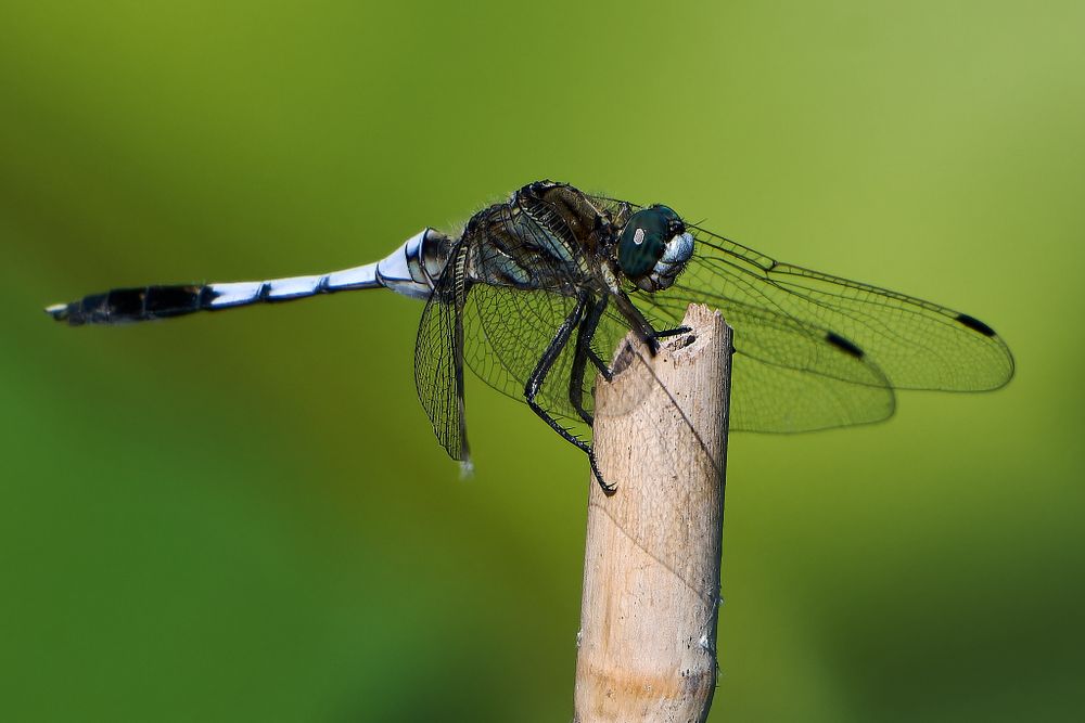 A blue dragonfly rests on a dried plant stem against a blurred green background.
