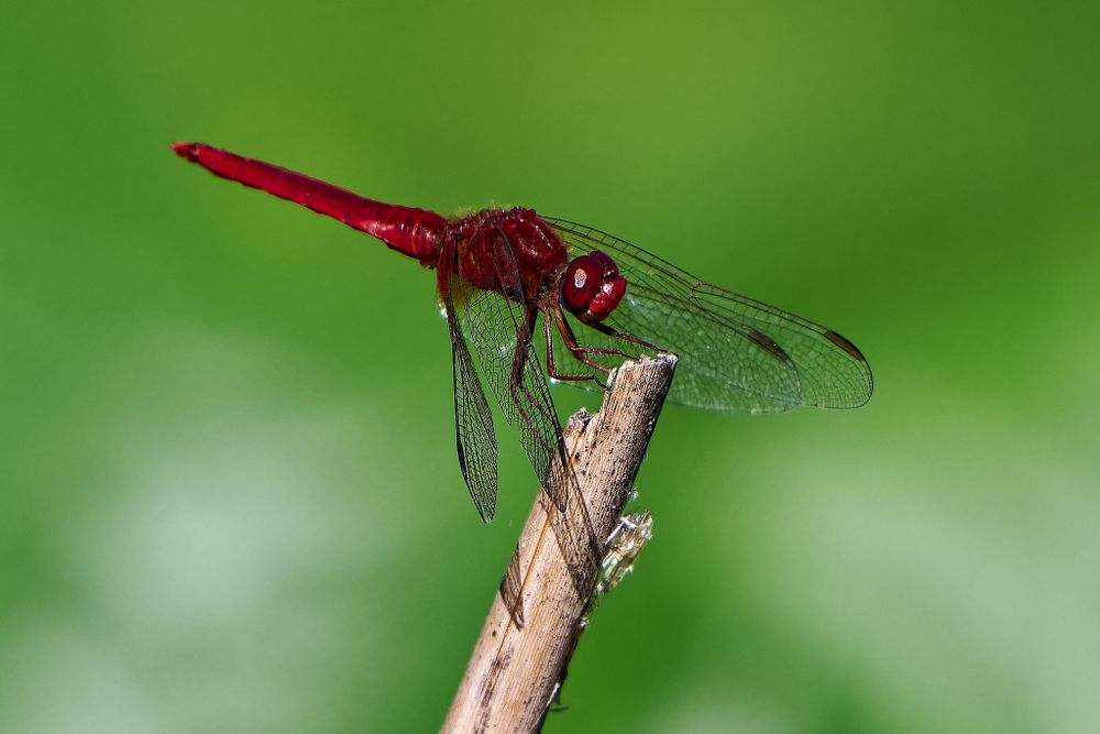 A bright red dragonfly perches on a thin branch with translucent wings.