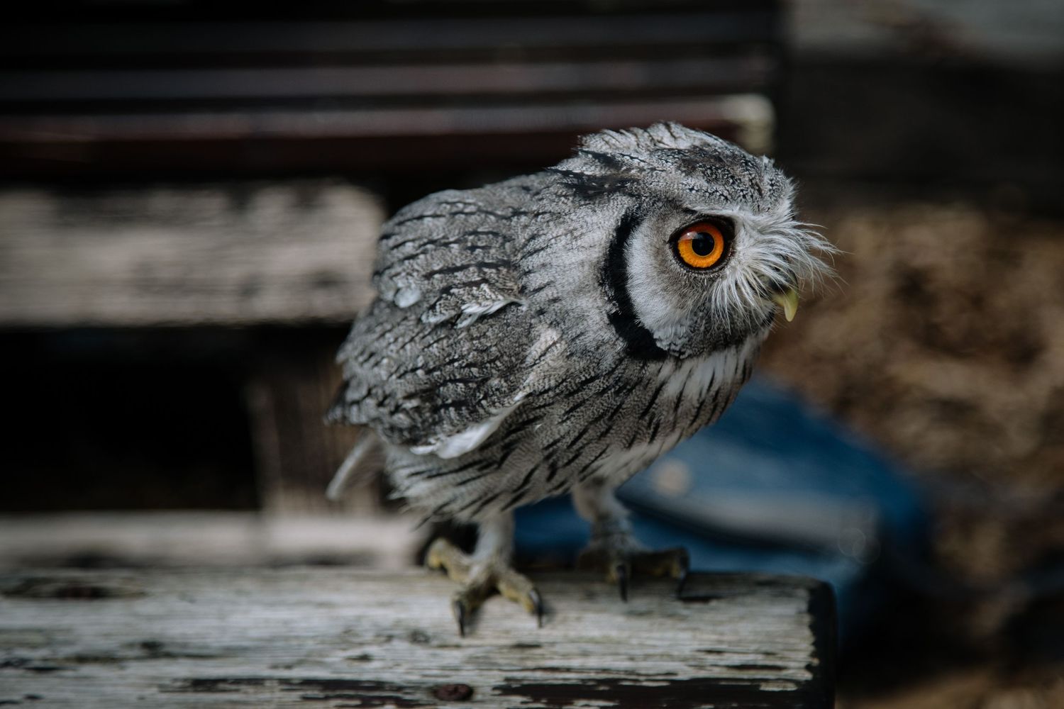 Close-up shot of a grey owl with striking orange eyes perched on wood.