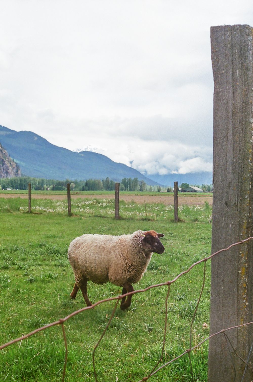 Sheep grazing in a green mountain pasture with wooden fence posts.