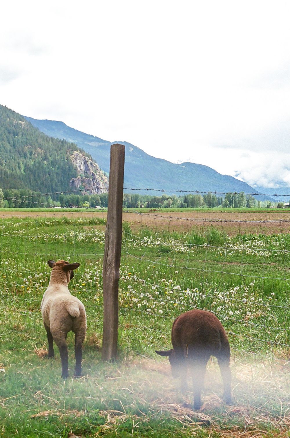 Brown bears grazing in a mountain meadow with wooden fence posts.
