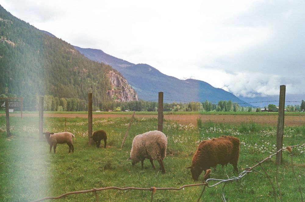 Scenic pasture with livestock grazing against a backdrop of majestic mountains under cloudy skies.