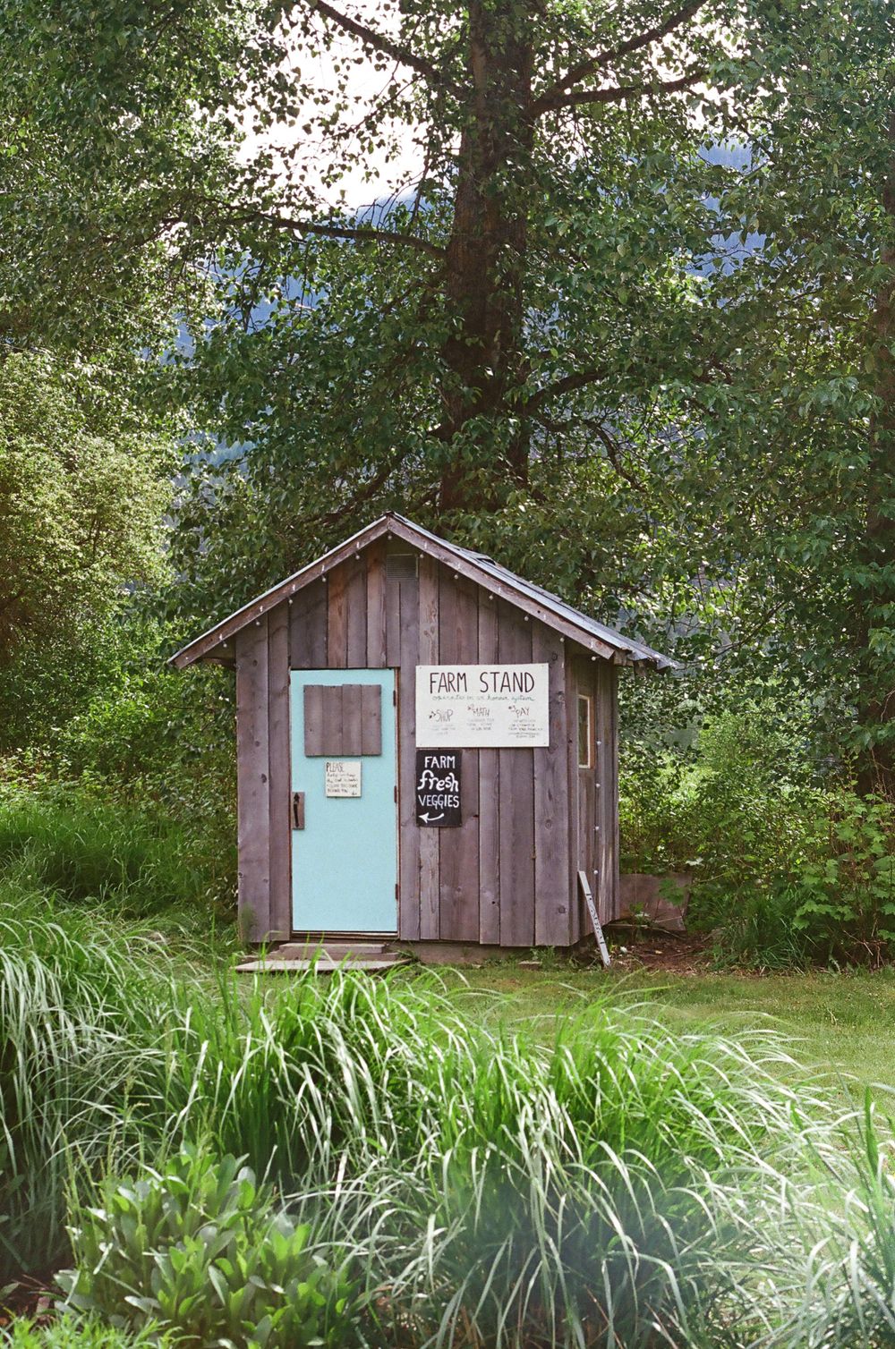 Small wooden farm stand building with blue door surrounded by tall grass and trees.