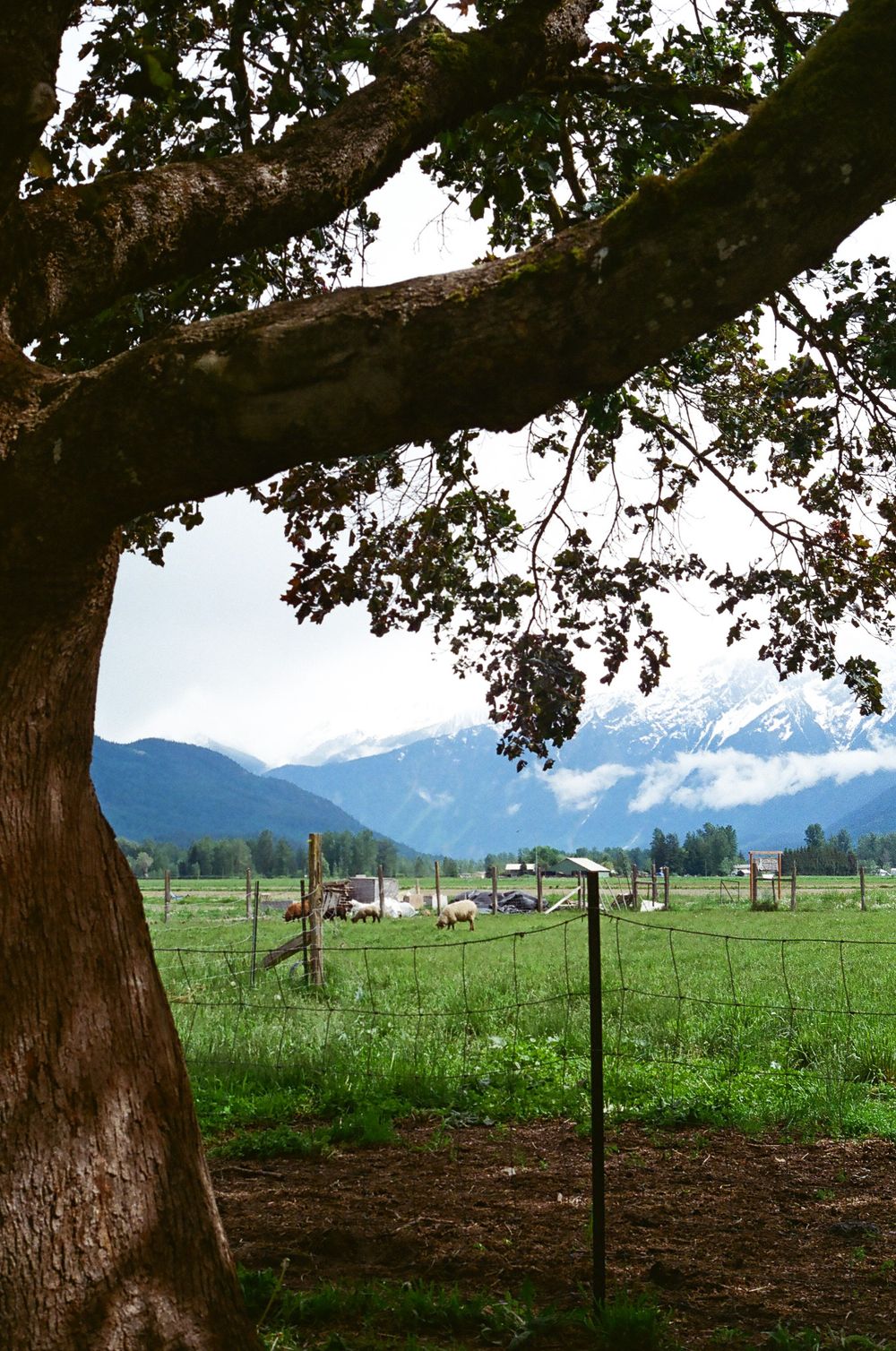 Large oak tree frames a pastoral view of green fields and distant snow-capped mountains.