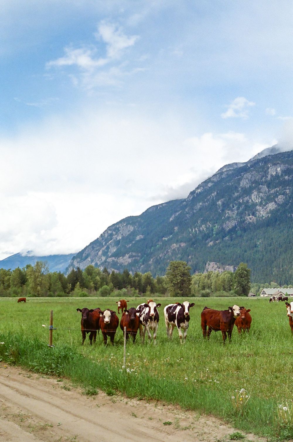 Herd of cattle grazing in lush green meadow with towering mountains in the background.