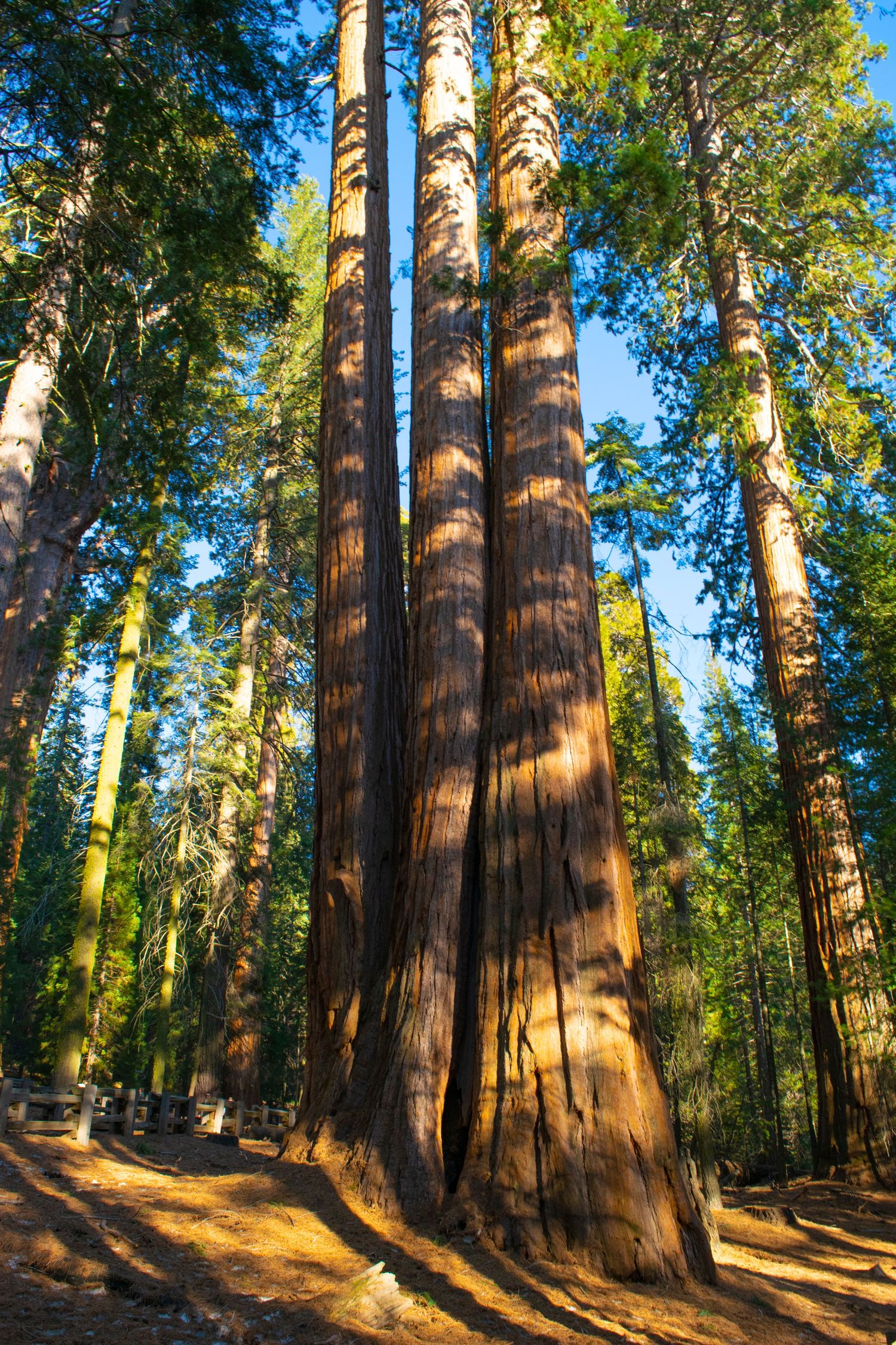 Massive sequoia trees stand tall in a sunlit forest with golden light filtering through the canopy.