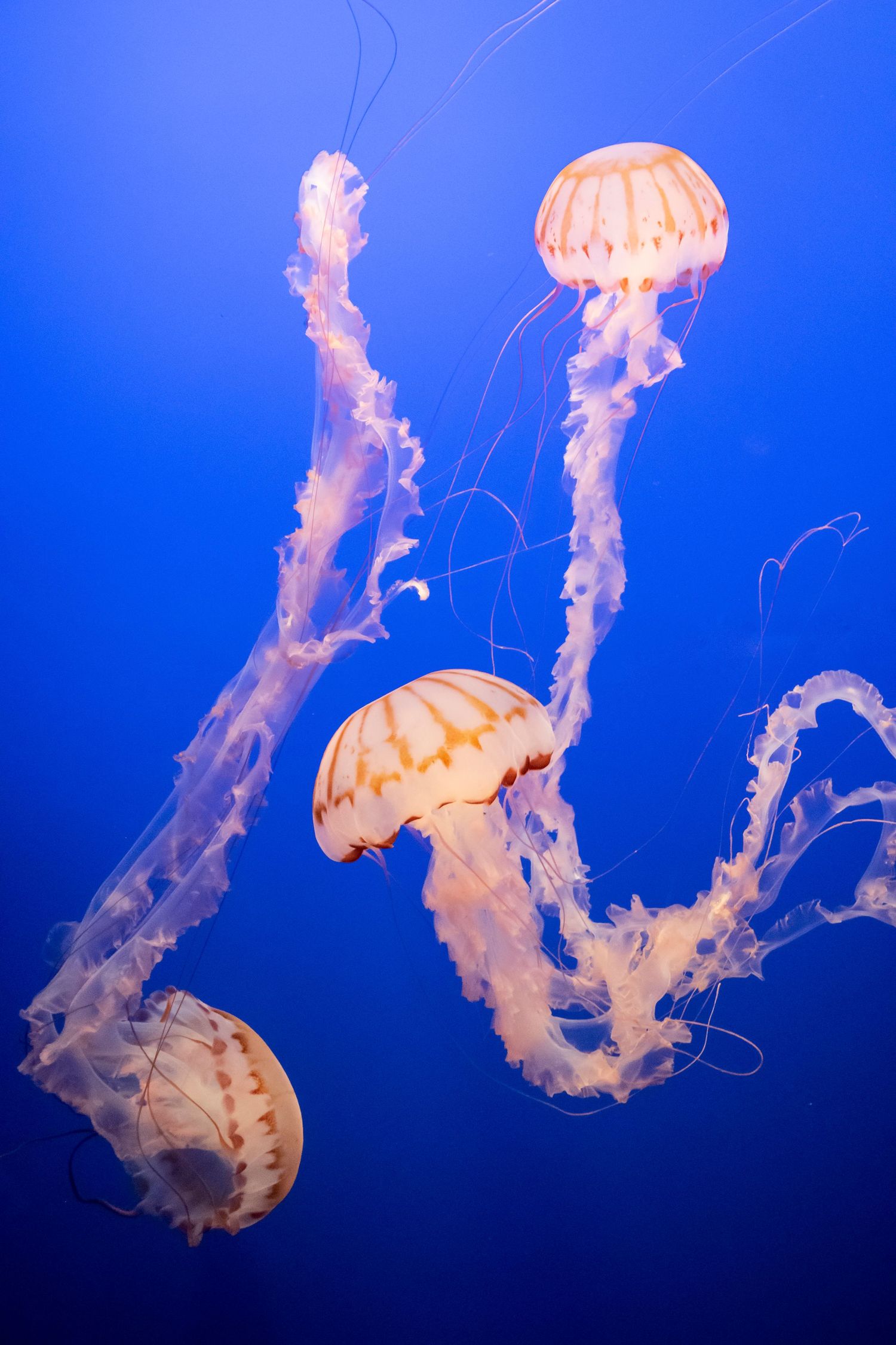 Three orange and white jellyfish dancing through deep blue waters.