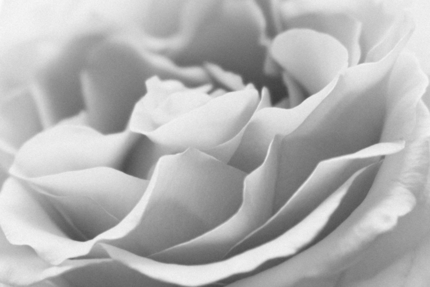 Soft black and white macro shot of rose petals creating delicate layers and curves.