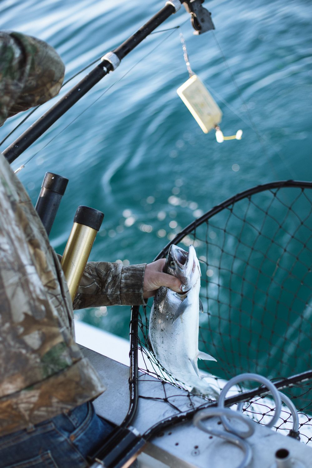 bright blue water with man standing at back of charter fishing boat taking salmon out of net