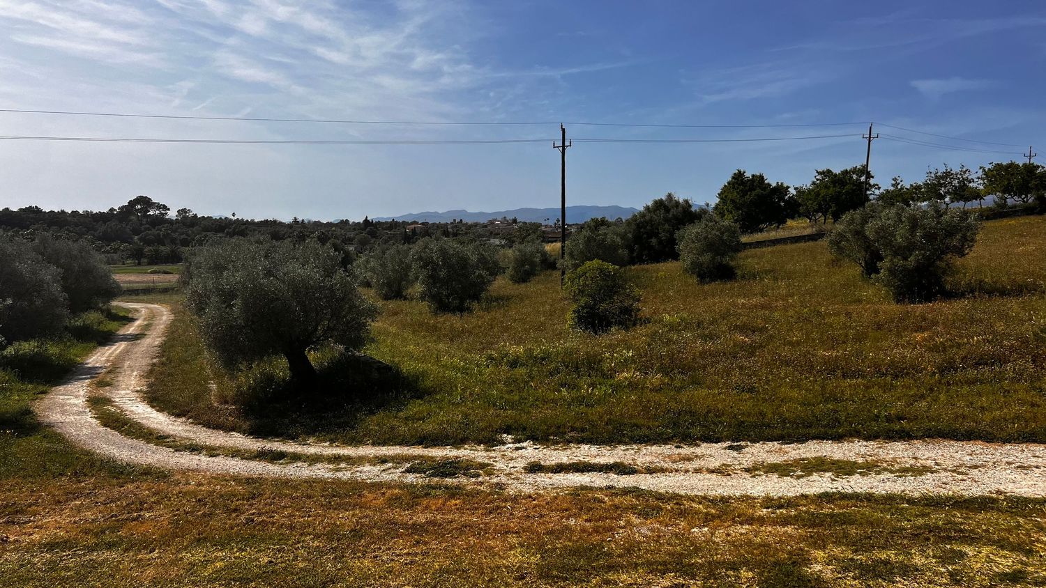 A winding dirt road through a lush green hillside with olive trees and wildflowers under a blue sky.