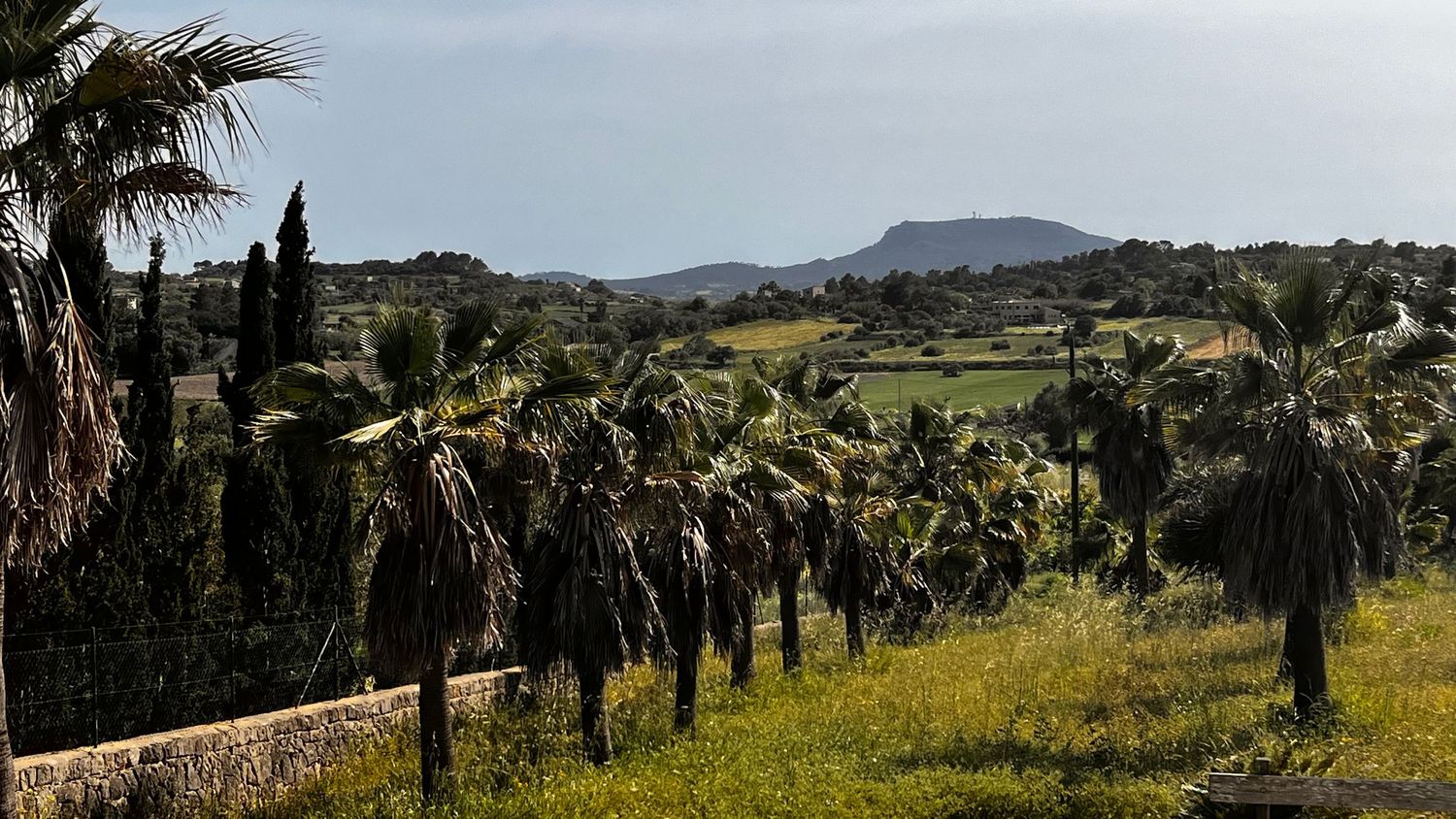 Lush palm tree landscape with rolling green hills and a mountain backdrop under a partly cloudy sky.