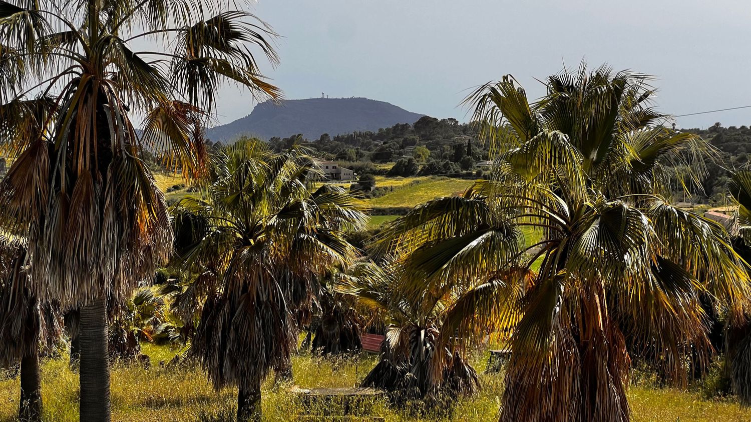 Tropical palm tree landscape with lush greenery and a mountain peak visible under a clear blue sky.