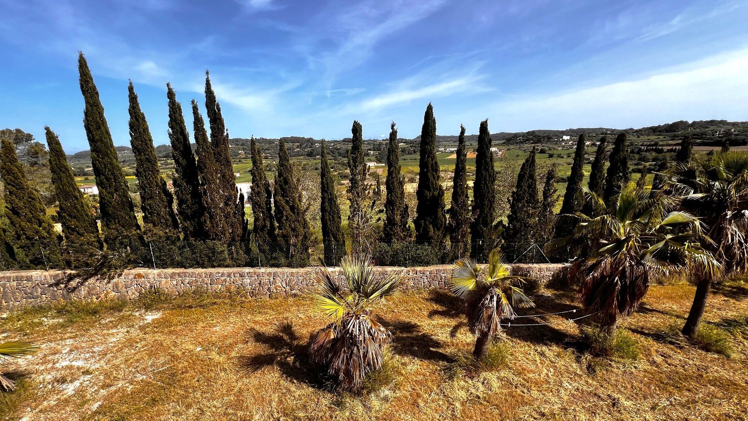 Mediterranean landscape with tall cypress trees, palm trees, and a stone wall under a bright blue sky.