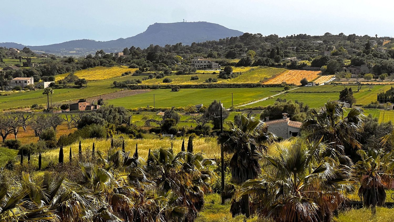 Scenic rural landscape with lush green fields, palm trees, farmhouses, and a mountain backdrop.