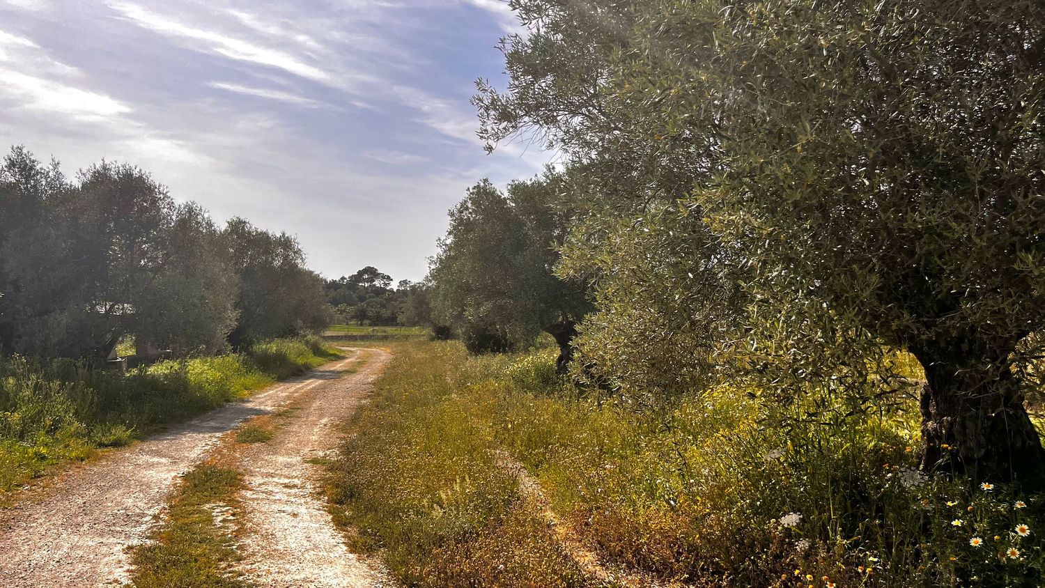 A rustic dirt path winds through lush olive trees under a partly cloudy sky in a serene Mediterranean landscape.