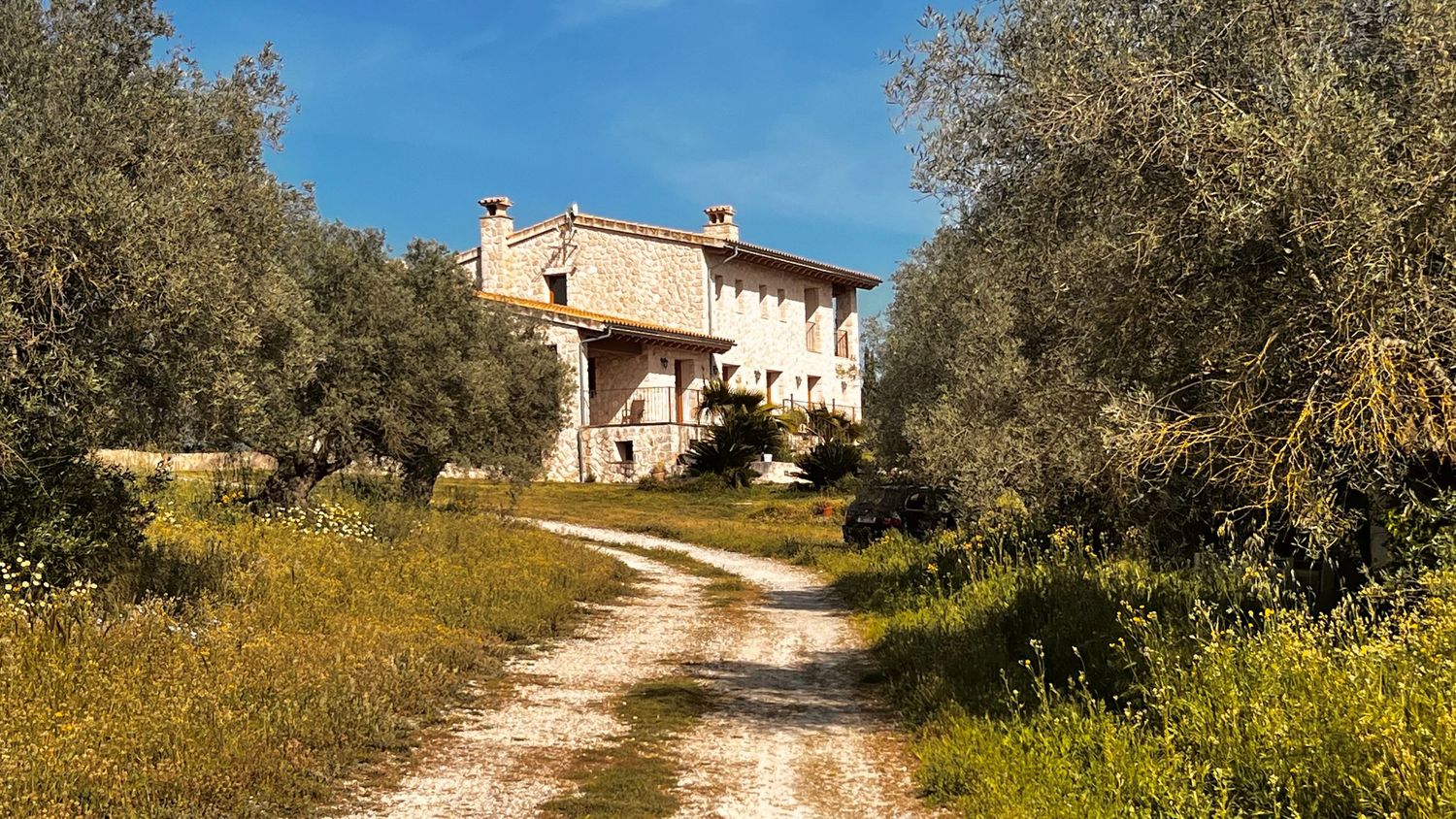 A rustic stone farmhouse surrounded by olive trees along a winding dirt path under a bright blue sky in rural Italy.