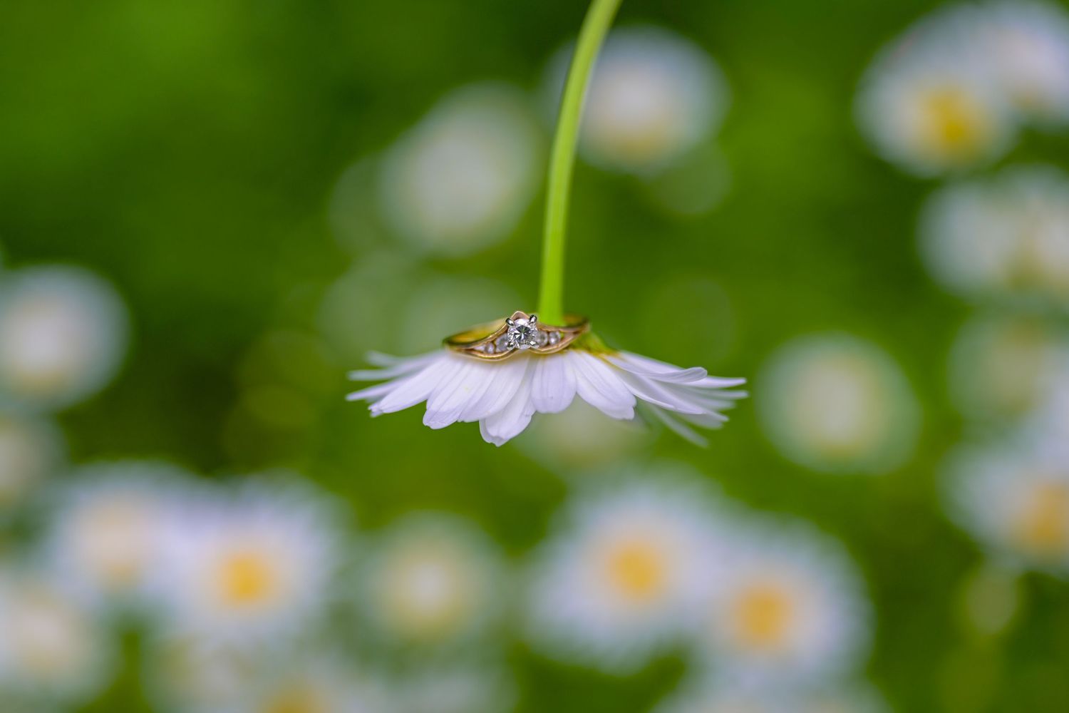 Engagement photography
